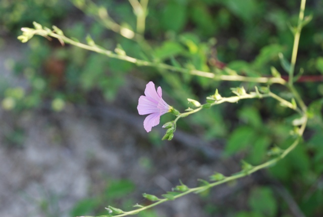 Linum viscosum